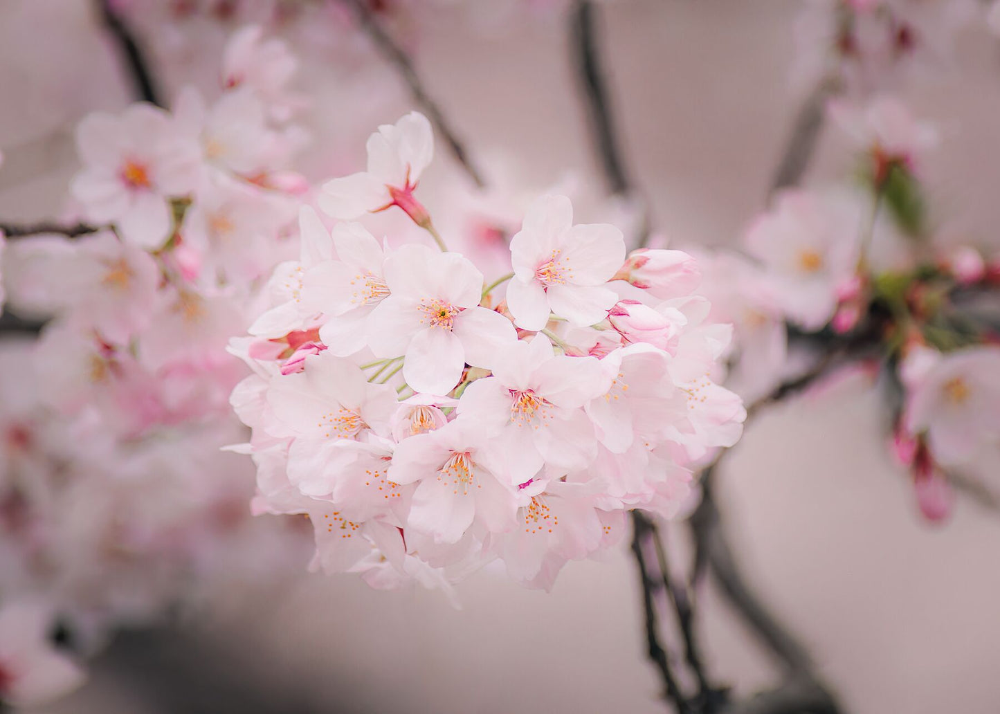 A close-up view of cherry blossoms in full bloom, capturing their soft pink petals and delicate beauty.
