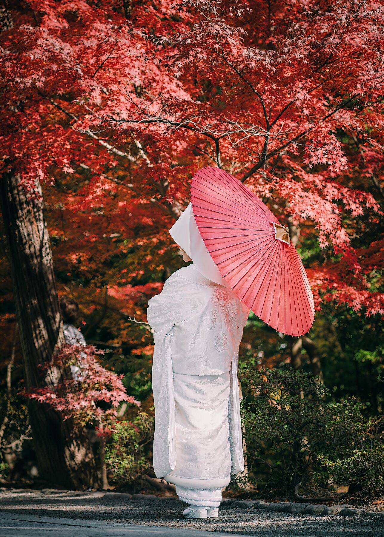 A Japanese bride wearing a white silk kimono, holding a vibrant red umbrella.