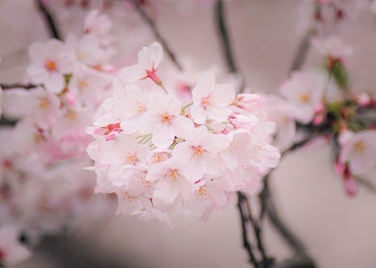 A close-up view of cherry blossoms in full bloom, capturing their soft pink petals and delicate beauty.